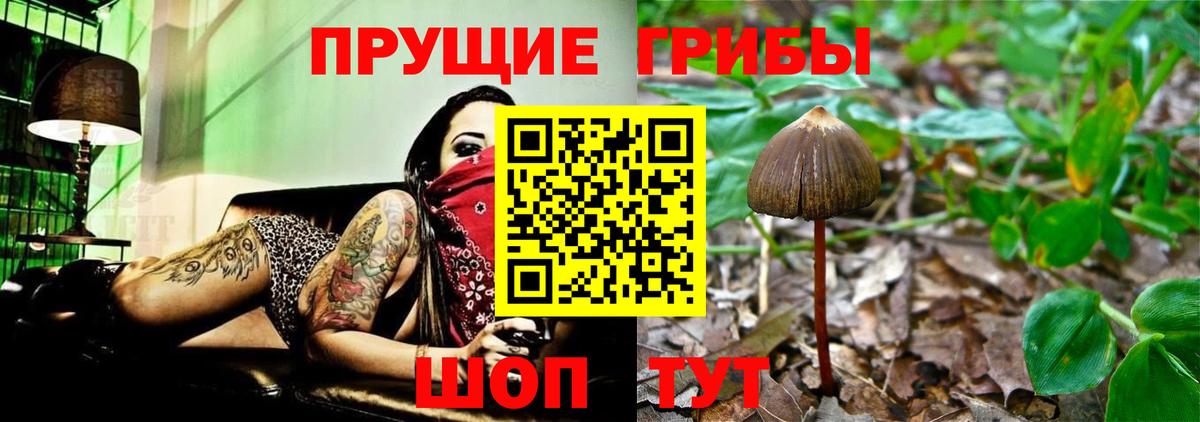 Псилоцибиновые грибы GOLDEN TEACHER Каспийск